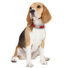 Load image into Gallery viewer, Personazlied Dog Collar