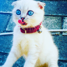 Load image into Gallery viewer, Heart Charm and Bell Cat Collar